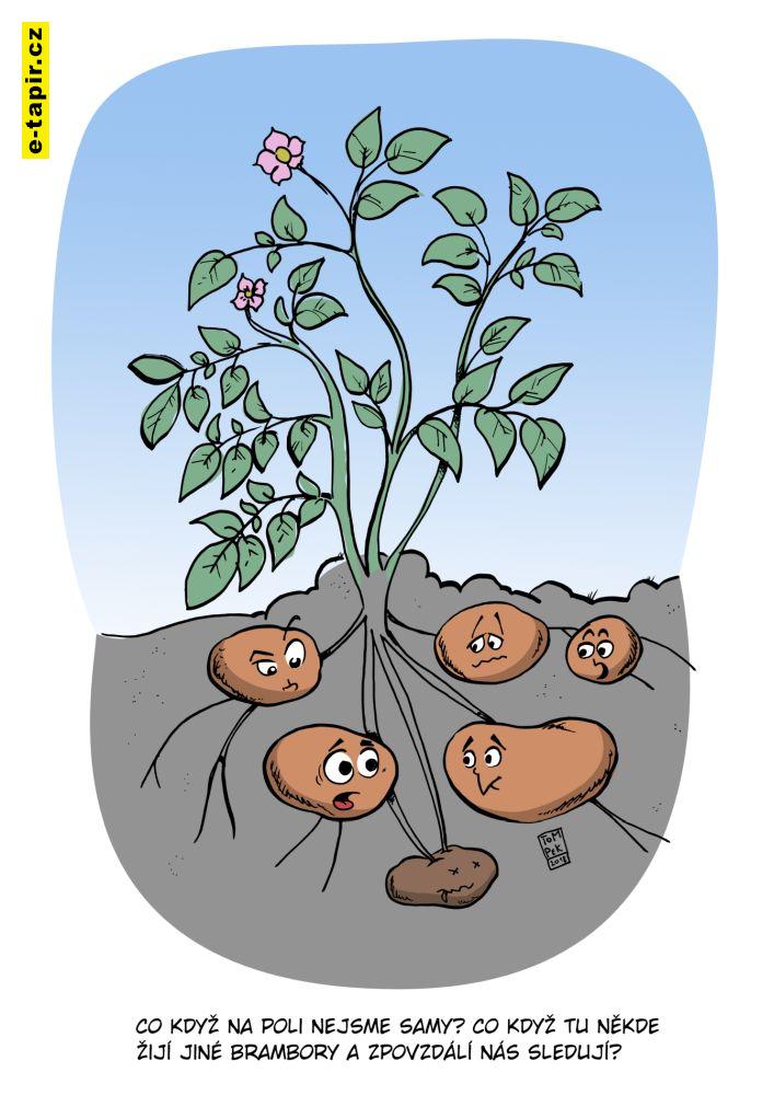 tom pekarek brambory 03-d1a3e991